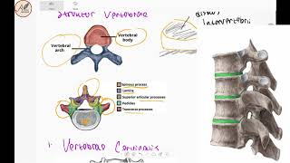 Anatomi Collumna Vertebralis  Os Vertebrae  Tulang belakang [upl. by Mosera748]