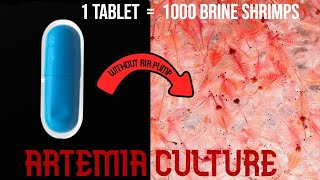 Easy Artemia culture  1000 Brine shrimp Hatch tamil [upl. by Kaufman]