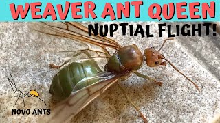 Weaver Queen Ant Nuptial Flight  Green Tree Ant [upl. by Middleton]