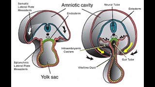 EMBRYOLOGY IX Folding of the Embryonic Disc and Related Disease [upl. by Kapor]