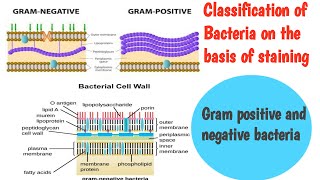 Gramve GramVe and acid fast bacteria Classification on the basis of staining [upl. by Retep]