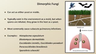 Classification and Structure of Fungi Fungal Infections  Lesson 1 [upl. by Siver577]