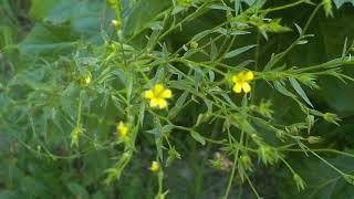 Linum strictum Lino minore medicinal plant [upl. by Daryle]