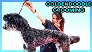 GoldenDoodle Grooming Tutorial Step by Step Tutorial Grooming Guide using WAHL Clipper [upl. by Okuy]