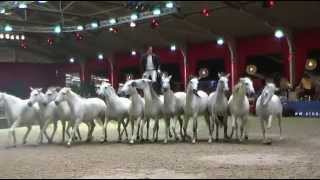 Lorenzo at European Arabian Horse Championships  October 2014 [upl. by Milena]