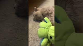 cat топ kittty like kittey share cute kitts catlover [upl. by Aerdnaid]