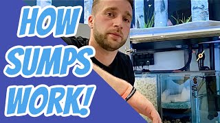 How Aquarium Sumps Work [upl. by Manard]