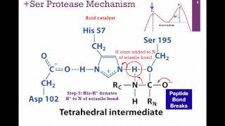 038Chymotrypsin Mechanism [upl. by Hanad]