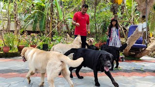 Jobin Labrador KennelHeavy Head Type Labrador DogsDogs MalayalamPuppy sale KeralaSyams Vlog [upl. by Eelac]