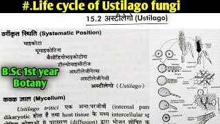 Life cycle of Ustilago fungi  BSc first year botany 1st semester Microbiology and plant pathology [upl. by Rivers]