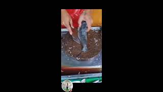 Removing gills and scales of fish live trending highlights [upl. by Nabe]