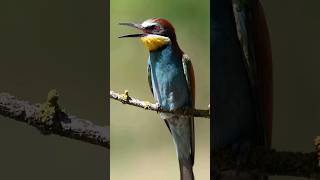 European beeeater Merops apiaster [upl. by Rehpotsirk502]