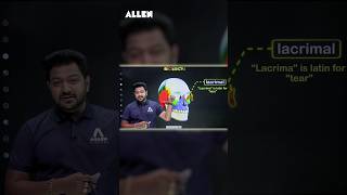 Human Skull  Lacrimal Bone  Anatomy Location and Function Explained  ALLEN NEET [upl. by Emsmus]