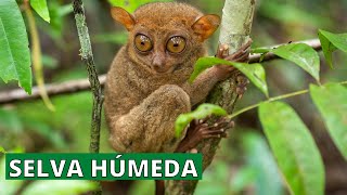 La SELVA HÚMEDA flora fauna clima localización características🐒 [upl. by Asikal803]