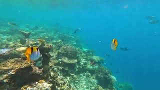 Kandolhu Maldives House Reef Snorkeling from Sunset Pavilion to Arrival Pavilion 24082024 [upl. by Pietro]