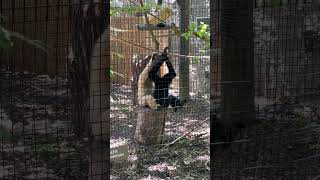 WhiteCheeked Gibbon PT Looking for bugs Massage [upl. by Kam97]