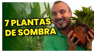 7 plantas para cultivar na sombra  Conheça e aprenda como cuidar [upl. by Petite722]