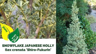 SNOWFLAKE JAPANESE HOLLY  Ilex crenata Shiro Fukurin [upl. by Ainalem]