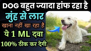 Dog का हांफनामुंह से लार 😱खाना बंद 1 ml दवा से 100 ठीक 👉🏻dog ko garmi ho jaye to kya kare [upl. by Neil]