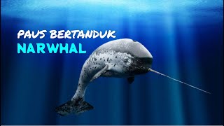 IKAN PAUS BERTANDUK LEGENDARIS  NARWHAL [upl. by Gunilla]