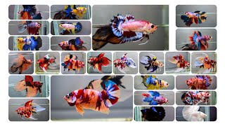 🌟 40 Betta Fish Varieties That Will Amaze You 🐟✨ [upl. by Ricardama]