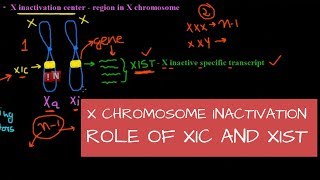 X Chromosome Inactivation – Mechanism – Role of XIC and XIST [upl. by Court]