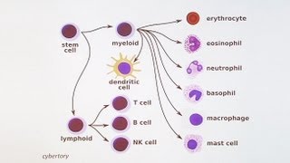 Immunology 101 The Basics and Introduction to our Patient [upl. by Ripley]