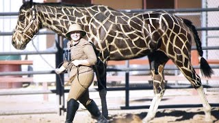 15 Most Incredible Horse Breeds In The World [upl. by Sundstrom720]