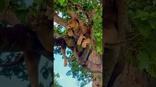 Elephant attacks lion in treeanimals wildlife wildanimals foryou fyp [upl. by Ria18]