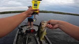 Back Bay Bass Fishing  Sandbridge Virginia  We Caught Them on FROGS [upl. by Eisak365]