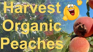 Presentation and harvesting of organic peaches from the orchard 🍑🍑🍑🍑🍑 [upl. by Naves]