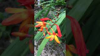 Fiery orange amp yellow Crocosmia flowers Montbretia native to Africa flowers shorts plants plant [upl. by Anevad305]