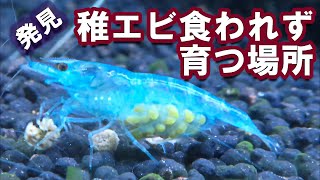 【チェリーシュリンプ繁殖】小さな稚エビが熱帯魚に食われずに育つ環境【チェリーシュリンプ、ミナミヌマエビアフリカンランプアイ混泳水槽】水草アクアリウム [upl. by Emmalynn352]