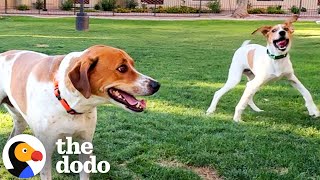 Shelter Pup Looked Identical To Her Own Dog  The Dodo [upl. by Ahsap]