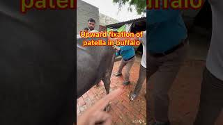 Upward fixation of patella in buffalo l MPD l dr Umar khan [upl. by Anela878]