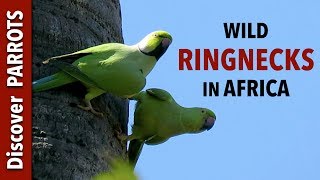 Roseringed Parakeets  Wild in The Gambia  Discover PARROTS [upl. by Eelasor157]