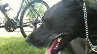 Great Dane exhaust [upl. by Idurt48]