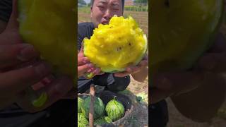 Sweet Delicious Melon🍉🍉 Harvesting from Farm by Rural Farmer satisfying shorts [upl. by Siulesoj]