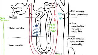 Chapter 19 Urinary part 1 countercurrent exchanger [upl. by Shaya]