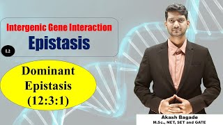 Genetics Gene Interaction Epistasis Dominant Epistasis 1231 ratio BSc amp MSc Zoology [upl. by Gina477]