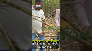 86032 sugarcane 45 कांडी 86032 sugarcane agriculture indian indianfarming [upl. by Atinaw]