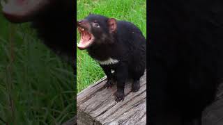 EL DEMONIO DE TASMANIA video completo animales [upl. by Yanat]