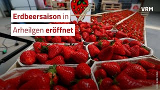 Die Erdbeersaison bei Appel in Arheilgen ist eröffnet [upl. by Aihsrop]