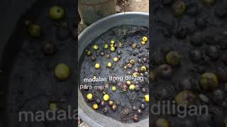 Simple and easy step of planting Gmelina tree [upl. by Eelnodnarb]