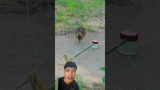 Survival Skills 😱😱 birds quail fishing quailnetting animals peacock automobile ytshorts [upl. by Anawd509]