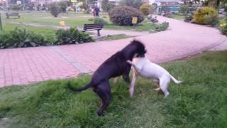 Pit bull Vs Bull Terrier [upl. by Amity]