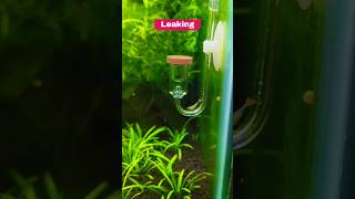 DIY CO2 Bottle Cap Fix  Instant CO2 Bubbles 🌿💧 [upl. by Aihsekel]