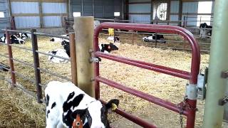 DeLaval Automated Calf Feeder [upl. by Chara]