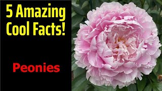 5 Fascinating Facts About Peonies [upl. by Spancake260]