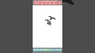 2024酋長岩幼隼離營生活SP142M幼隼離營練飛6月2日 [upl. by Tades733]